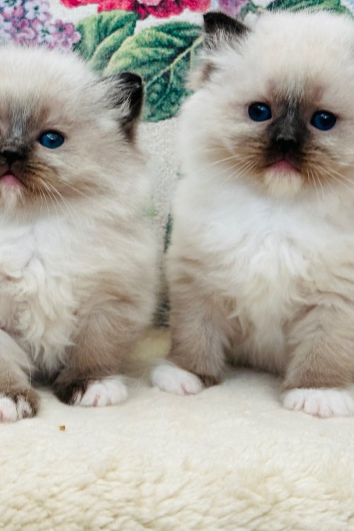 seal mitted girls